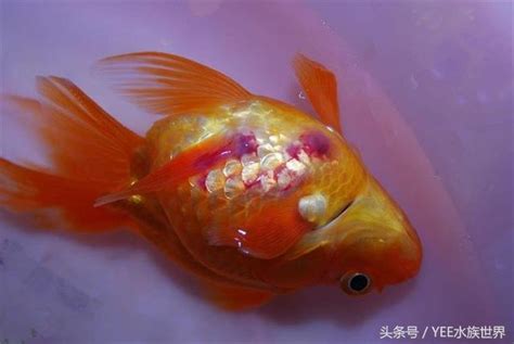 金魚頭下尾上|如何治療和預防魚鰾病（失鰾）